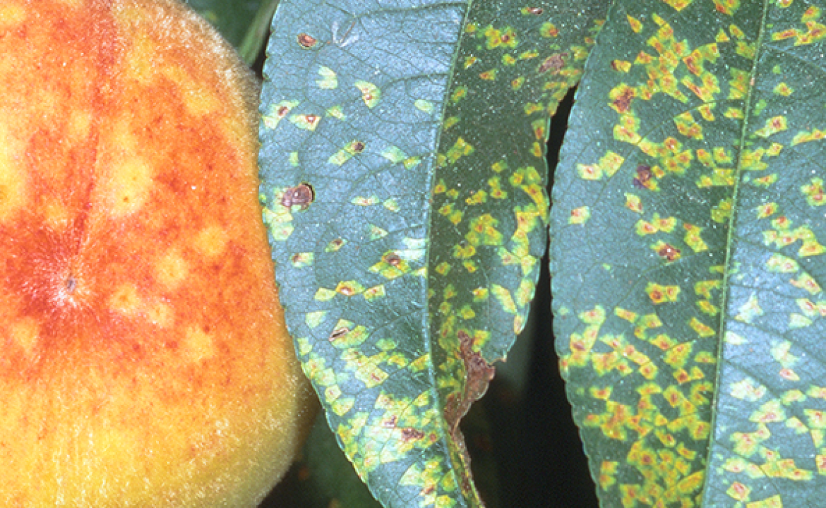 D-SF-TDIS-FF.002banner