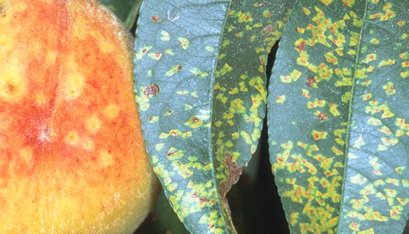 D-SF-TDIS-FF.002banner