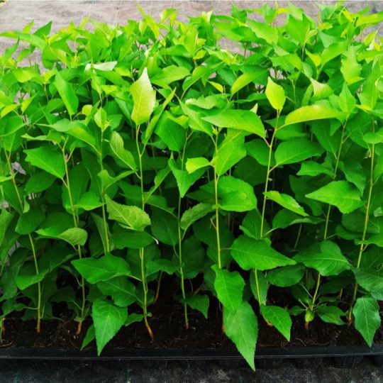 پایه رویشی ماکسما