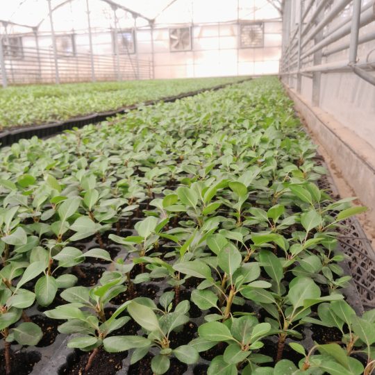 پایه رویشی پیرودوارف سایز سینی کشت