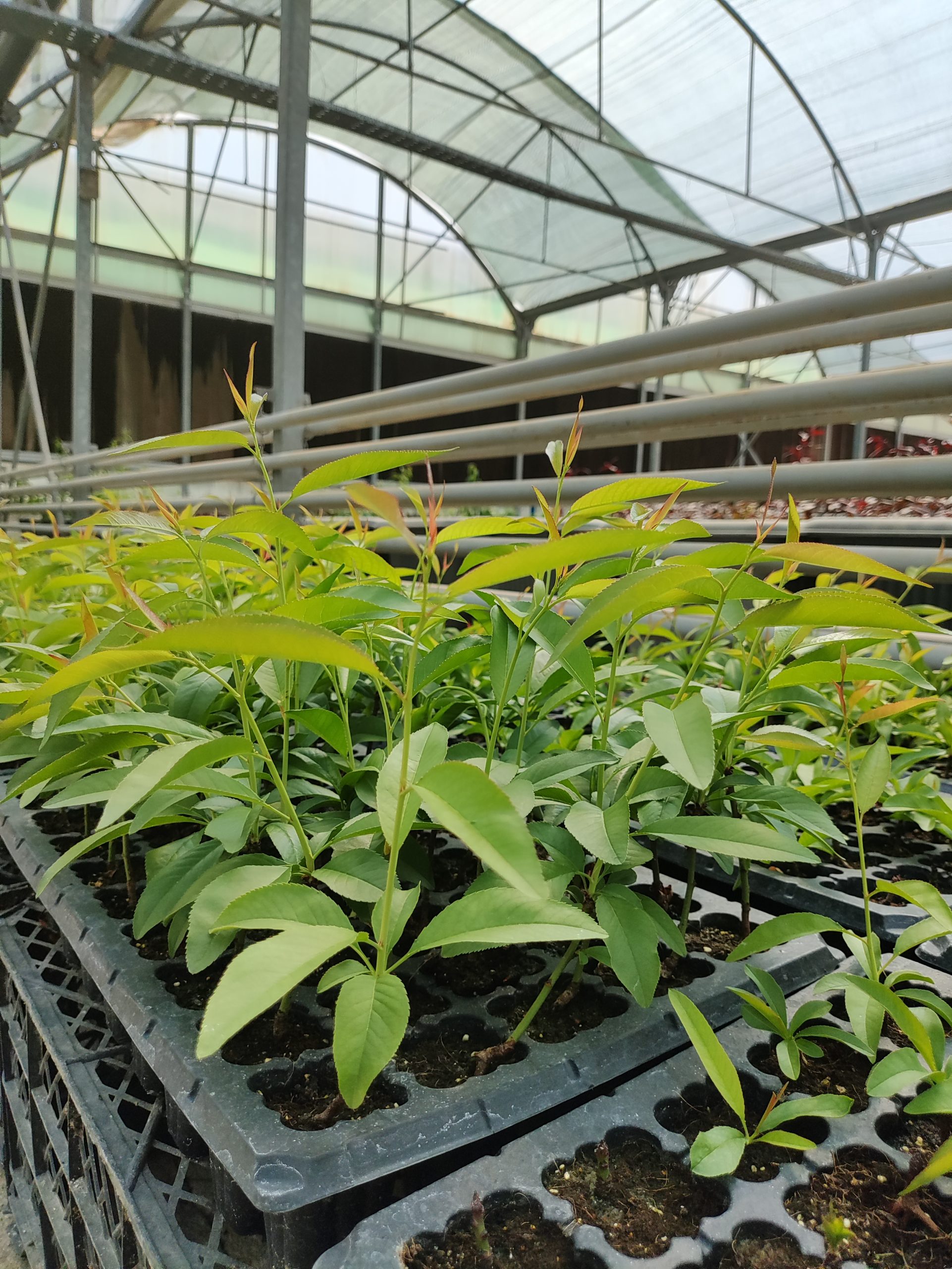 پایه رویشی جی اف سایز سینی کشت