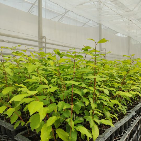 پایه رویشی میروبالان