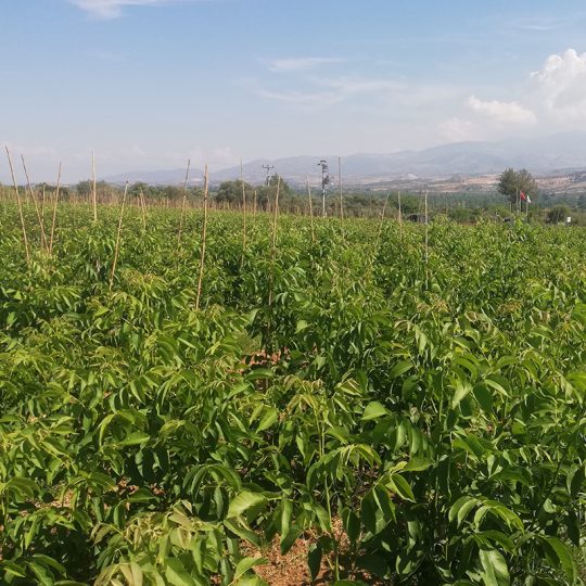 پایه رویشی ولاچ