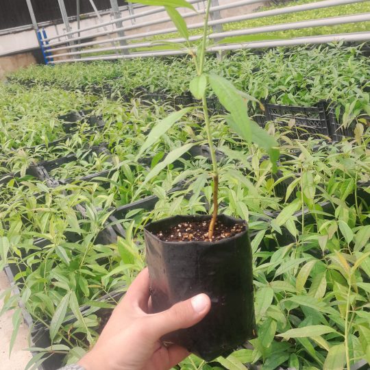 پایه رویشی جی اف سایز کیسه گلدانی