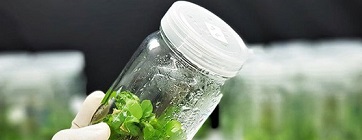 نهال-کشت-بافت-چه-تفاوت-های-با-دیگر-نهال-ها-دارد؟-1