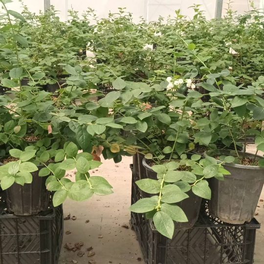 بلوبری سایز متوسط