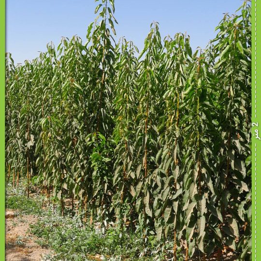نهال گیلاس تکدانه