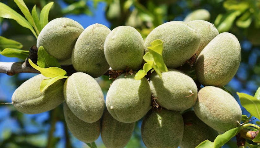نهال بادام کارمل