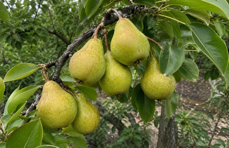 نهال گلابی درگزی