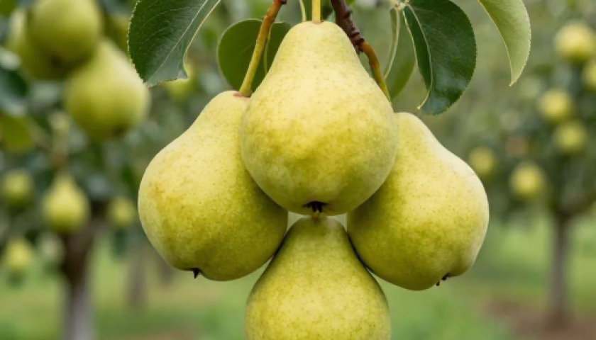 گلابی شاه میوه